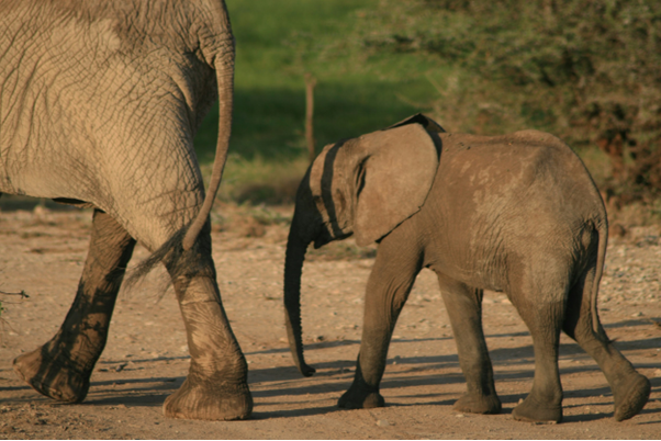Thailand’s Full-Day Elephant Experience