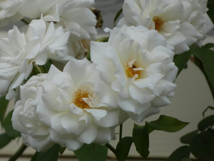 Fresh Flowers in Sydney