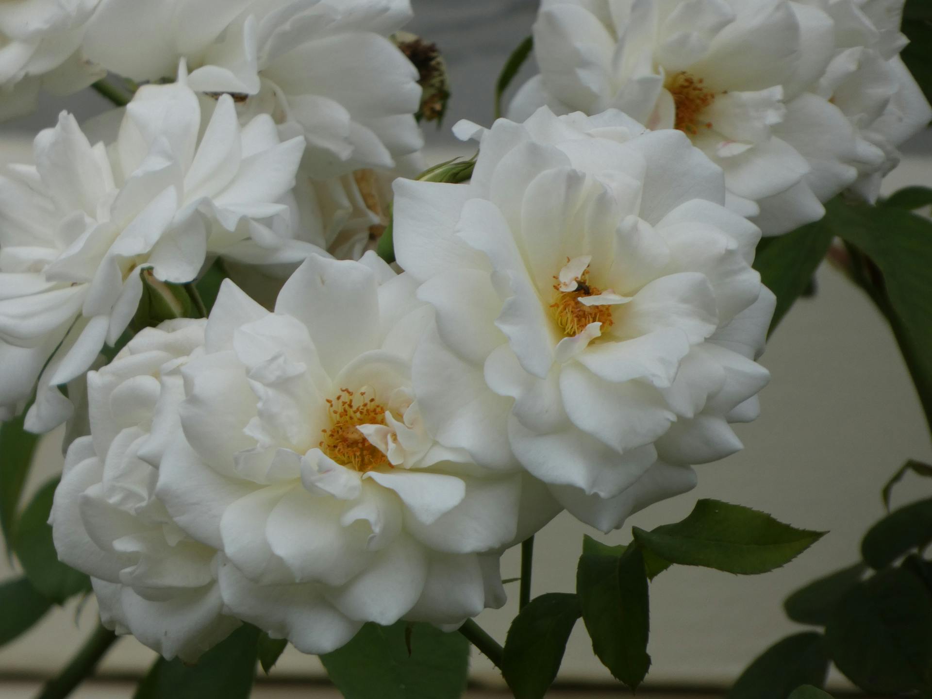 Say It With Petals: Why Fresh Flowers In Sydney Make The Perfect Gift? Fresh Flowers in Sydney