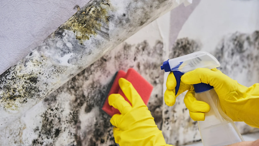Winter Mold