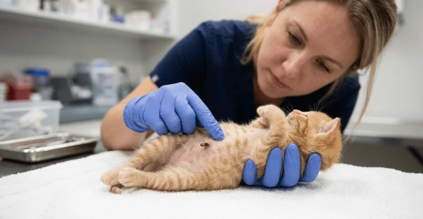 What Happens to a Kitten’s Umbilical Cord?
